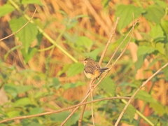 Prinia inornata