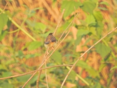 Prinia inornata