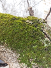 Orthotrichaceae