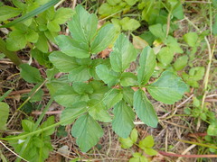 Smyrnium olusatrum