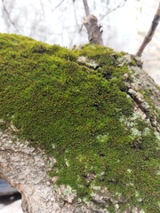 Orthotrichaceae