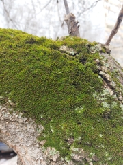 Orthotrichaceae