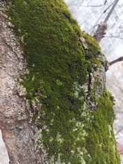 Orthotrichaceae