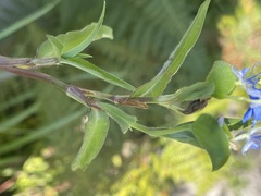 Commelina eckloniana