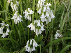 Allium triquetrum
