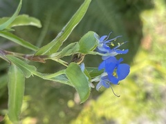 Commelina eckloniana
