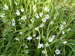 Allium triquetrum