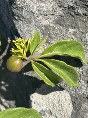 Vangueria macrocalyx