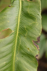 Phytomyza scolopendri