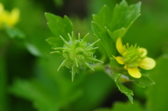 Ranunculus muricatus