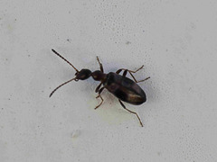 Microhoria