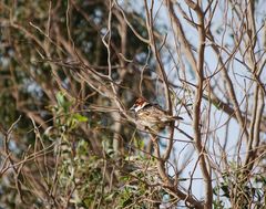 Passer hispaniolensis hispaniolensis
