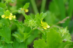 Ranunculus muricatus