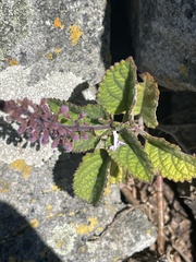 Plectranthus rubropunctatus