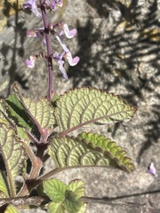Plectranthus rubropunctatus