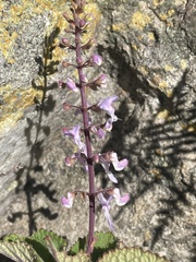 Plectranthus rubropunctatus