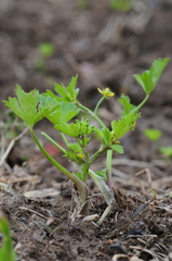 Ranunculus muricatus