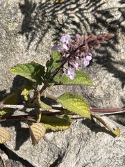 Plectranthus rubropunctatus