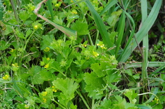 Ranunculus muricatus