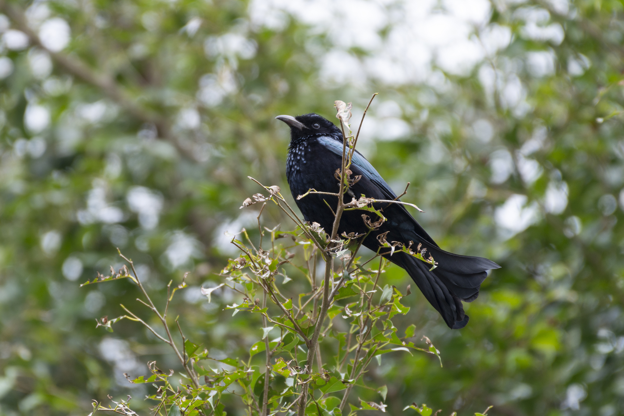 Hair-crested Drongo