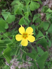 Oxalis illinoensis