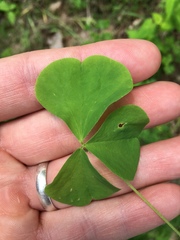 Oxalis illinoensis