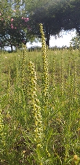 Ambrosia tenuifolia