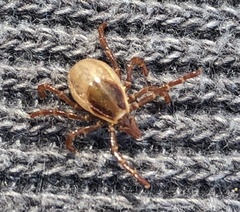 Ixodes cornuatus