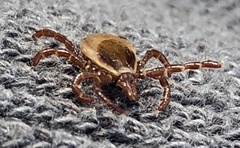 Ixodes cornuatus