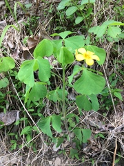 Oxalis illinoensis