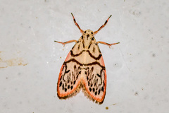 Miltochrista irregularis