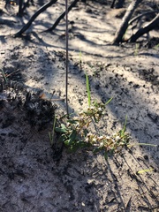 Aspidoglossum heterophyllum