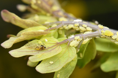 Longicaudus trirhodus