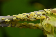 Longicaudus trirhodus