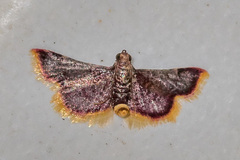 Hypsopygia mauritialis