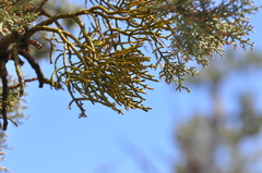 Phoradendron juniperinum