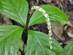 Chloranthus