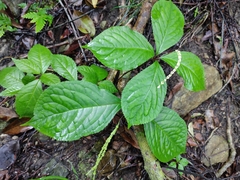 Chloranthus