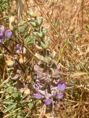 Lupinus formosus