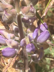 Lupinus formosus