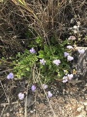 Ageratum maritimum