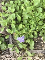 Ageratum maritimum