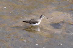 Tringa ochropus