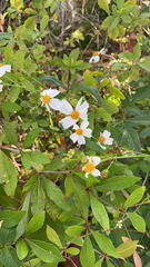 Bidens alba
