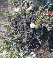 Delosperma brevisepalum