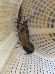 Procambarus alleni