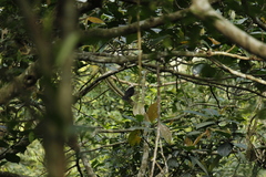 Turdus niveiceps