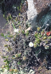Delosperma brevisepalum