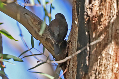 Climacteris erythrops