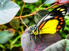 Delias eumolpe